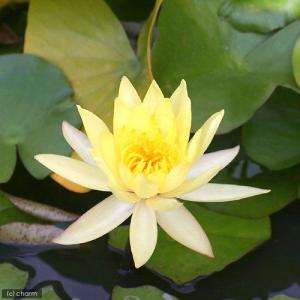 （ビオトープ）睡蓮　温帯性睡蓮（スイレン）（黄）　メキシカーナ　ｍｅｘｉｃａｎａ　（１ポット）原種睡蓮（休眠状態）