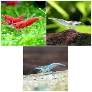 （エビ）ミックスチェリー・３色セット　Ｂセット（９匹）（各３匹）　北海道・九州航空便要保温