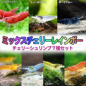 （エビ）ミックスチェリー・レインボー　７種各１匹セット