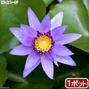 （ビオトープ）睡蓮　熱帯性睡蓮（スイレン）（青）　コロラタ（１ポット）（休眠状態）