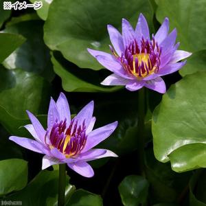 (ビオトープ)睡蓮 熱帯性睡蓮(スイレン)(青...の詳細画像1