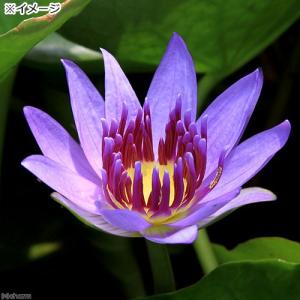 (ビオトープ)睡蓮 熱帯性睡蓮(スイレン)(青...の詳細画像2