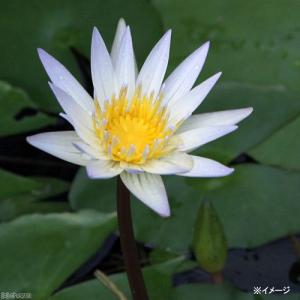 (ビオトープ)睡蓮 熱帯性睡蓮(スイレン)(水色...の商品画像