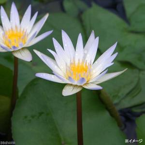 (ビオトープ)睡蓮 熱帯性睡蓮(スイレン)(水...の詳細画像1