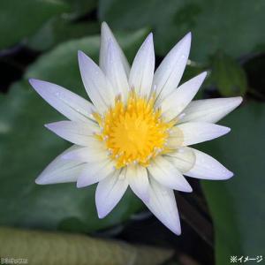 (ビオトープ)睡蓮 熱帯性睡蓮(スイレン)(水...の詳細画像2