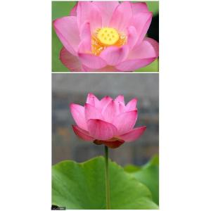 (ビオトープ)蓮 ハス(桃) 大賀蓮(オオガハ...の詳細画像1