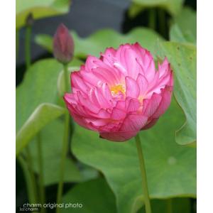 (ビオトープ)蓮 ハス(桃) 八重茶碗蓮(ヤエ...の詳細画像1