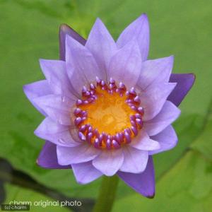 (ビオトープ)睡蓮 熱帯性睡蓮(スイレン)(青...の詳細画像1