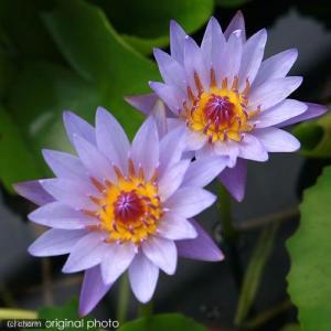 (ビオトープ)睡蓮 熱帯性睡蓮(スイレン)(青...の詳細画像2