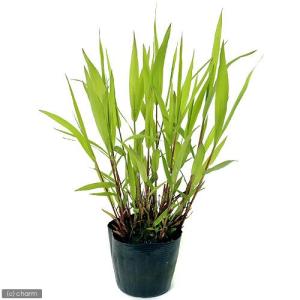 (ビオトープ)水生植物 ツルヨシ(1ポット) ...の詳細画像1