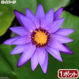 （ビオトープ）睡蓮　熱帯性睡蓮（スイレン）（青紫）　ディレクター　Ｇ．Ｔ．ムーア（１ポット）（休眠状態）