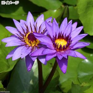 (ビオトープ)睡蓮 熱帯性睡蓮(スイレン)(青...の詳細画像1