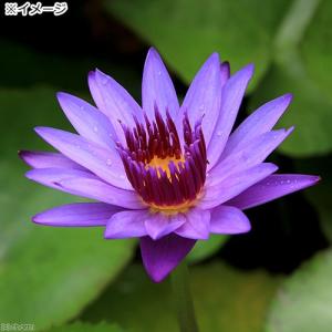 (ビオトープ)睡蓮 熱帯性睡蓮(スイレン)(青...の詳細画像2