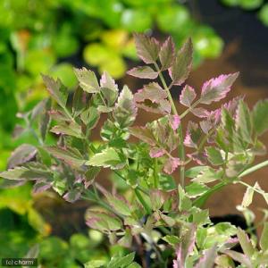(ビオトープ)水生植物 アケボノセリ(斑入りセリ...の商品画像