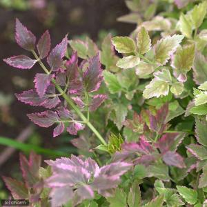 (ビオトープ)水生植物 アケボノセリ(斑入りセ...の詳細画像1