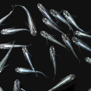 (めだか)(ビオトープ)メダカの冬眠セット 幹...の詳細画像2