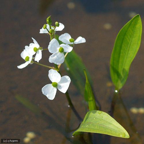 （ビオトープ）水辺植物　ヒメオモダカ（１ポット）　抽水植物
