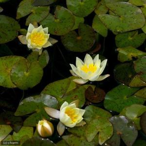 (ビオトープ)睡蓮 姫睡蓮(ヒメスイレン) 黄...の詳細画像1