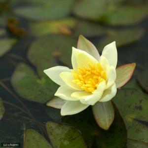 (ビオトープ)睡蓮 姫睡蓮(ヒメスイレン) 黄...の詳細画像2