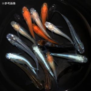 (めだか)(ビオトープ)メダカの冬眠セット メ...の詳細画像1