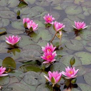 (ビオトープ)睡蓮 姫睡蓮(ヒメスイレン) 赤...の詳細画像1