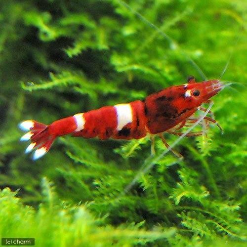 （エビ）無選別　レッドシャドーシュリンプ（１０匹）　北海道・九州航空便要保温