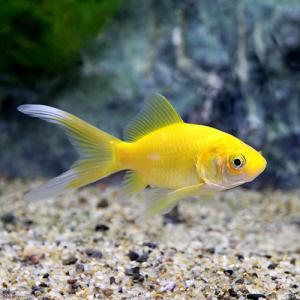 (国産金魚)ゴールデンコメット 長尾(3匹)の商品画像