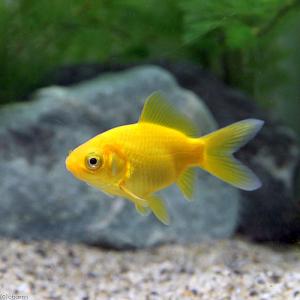(国産金魚)ゴールデンコメット 長尾(3匹)の詳細画像1