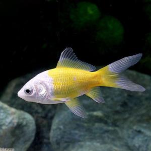 更紗コメットの商品一覧 通販 Yahoo ショッピング