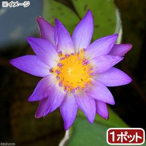 （ビオトープ）睡蓮　熱帯性睡蓮（スイレン）（青）　ティナ（１ポット）（ムカゴ種）（休眠状態）