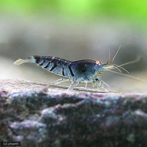 （エビ）ゼブラシュリンプ　ディープブルー　ゴールデンアイ（１匹）　北海道・九州航空便要保温