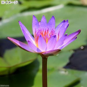 (ビオトープ)睡蓮 熱帯性睡蓮(スイレン)(青...の詳細画像1