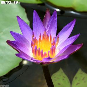(ビオトープ)睡蓮 熱帯性睡蓮(スイレン)(青...の詳細画像2