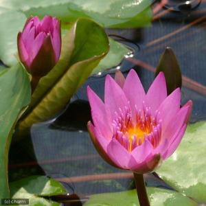 (ビオトープ)睡蓮 熱帯性睡蓮(スイレン)(桃...の詳細画像1