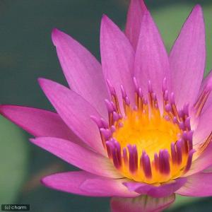 (ビオトープ)睡蓮 熱帯性睡蓮(スイレン)(桃...の詳細画像2