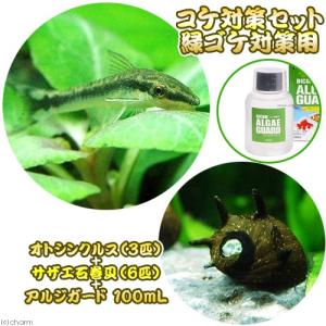 （熱帯魚）コケ対策セット　緑ゴケ対策用（オトシンクルス＋サザエ石巻貝＋バイコムアルジガード１００ｍＬ）　本州四国限定｜chanet