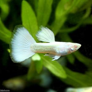 （熱帯魚）ＲＲＥＡ・スーパーフルプラチナ・グッピー（国産グッピー）（１ペア）　北海道・九州航空便要保温