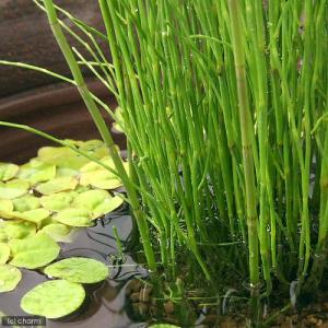 (ビオトープ)水生植物 ミズトクサ(1ポット)...の詳細画像1