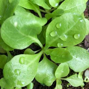水草）ルドウィジア インクリナータ トルネード（水上葉）（無農薬