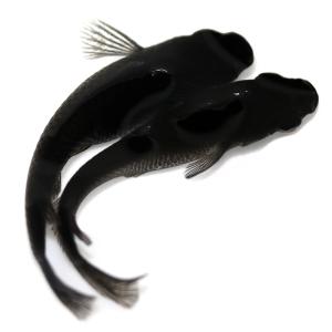 メダカオロチ 鑑賞魚生体 の商品一覧 熱帯魚 アクアリウム用品 ペット用品 生き物 通販 Yahoo ショッピング