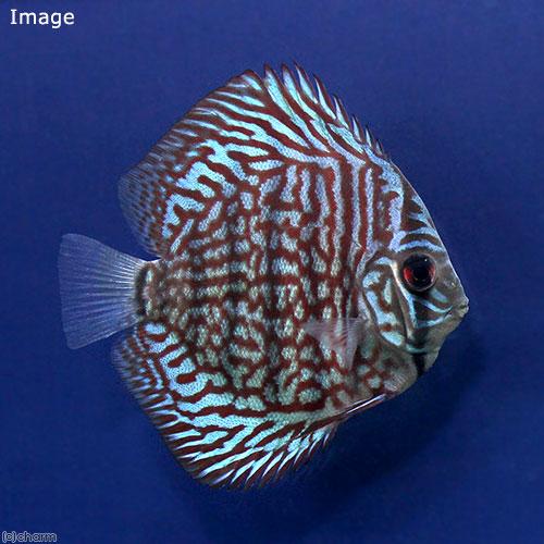 （熱帯魚）ギャラクシーターコイズ・ディスカス（Ｓサイズ）（ペナンブリード）（１匹）　沖縄別途送料　北...