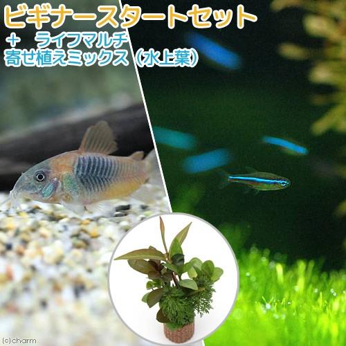（熱帯魚）（水草）ビギナースタートセット　グリーンネオンテトラ（１０匹）＋コリドラス・ベネズエラオレ...