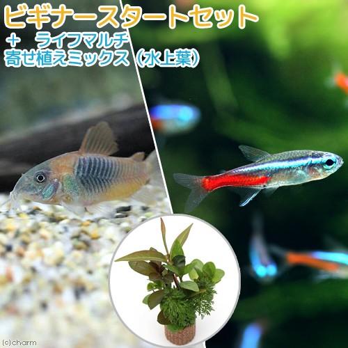 （熱帯魚）（水草）ビギナースタートセット　ネオンテトラ（１０匹）＋コリドラス・ベネズエラオレンジ（２...