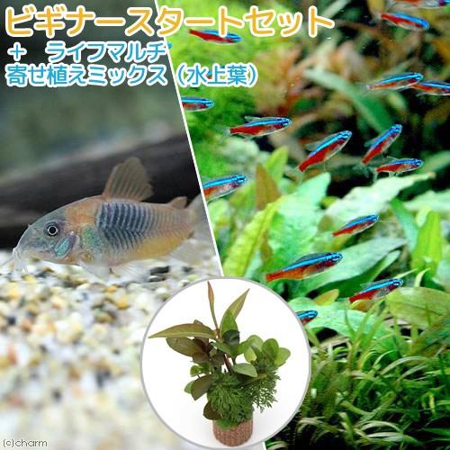 （熱帯魚）（水草）ビギナースタートセット　カージナルワイルド（１０匹）＋コリドラス　ベネズエラオレン...