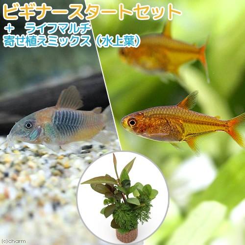 （熱帯魚）（水草）ビギナースタートセット　ファイアー・テトラ（１０匹）＋コリドラス・ベネズエラオレン...