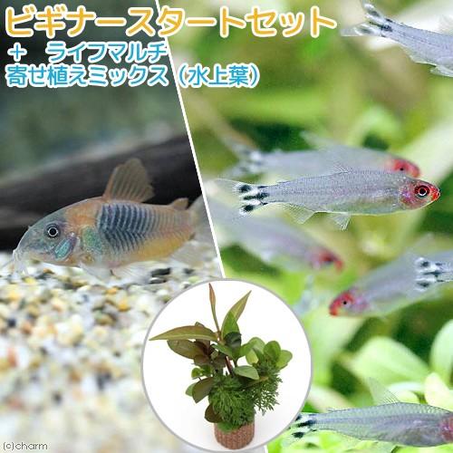 （熱帯魚）（水草）ビギナースタートセット　ラミーノーズ・テトラ（１０匹）＋コリドラス・ベネズエラオレ...