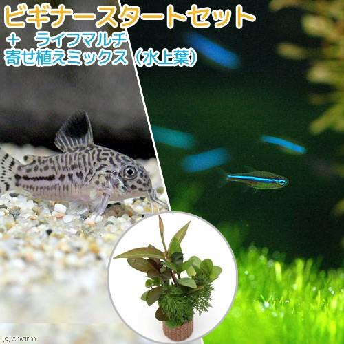 （熱帯魚）（水草）ビギナースタートセット　グリーンネオンテトラ（１０匹）＋コリドラス・トリリネアータ...