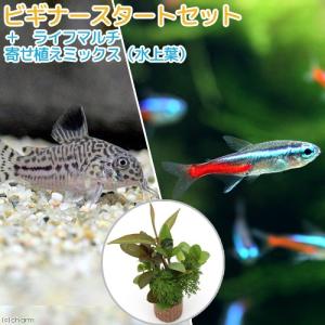 (熱帯魚)(水草)ビギナースタートセット ネオン...の商品画像