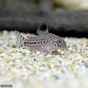 (熱帯魚)(水草)ビギナースタートセット ネオ...の詳細画像1