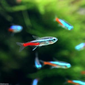 (熱帯魚)(水草)ビギナースタートセット ネオ...の詳細画像2